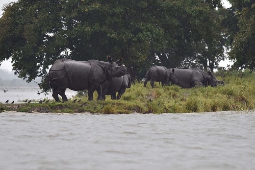 Rhinos taking shelters in highland during flood in Kaziranga