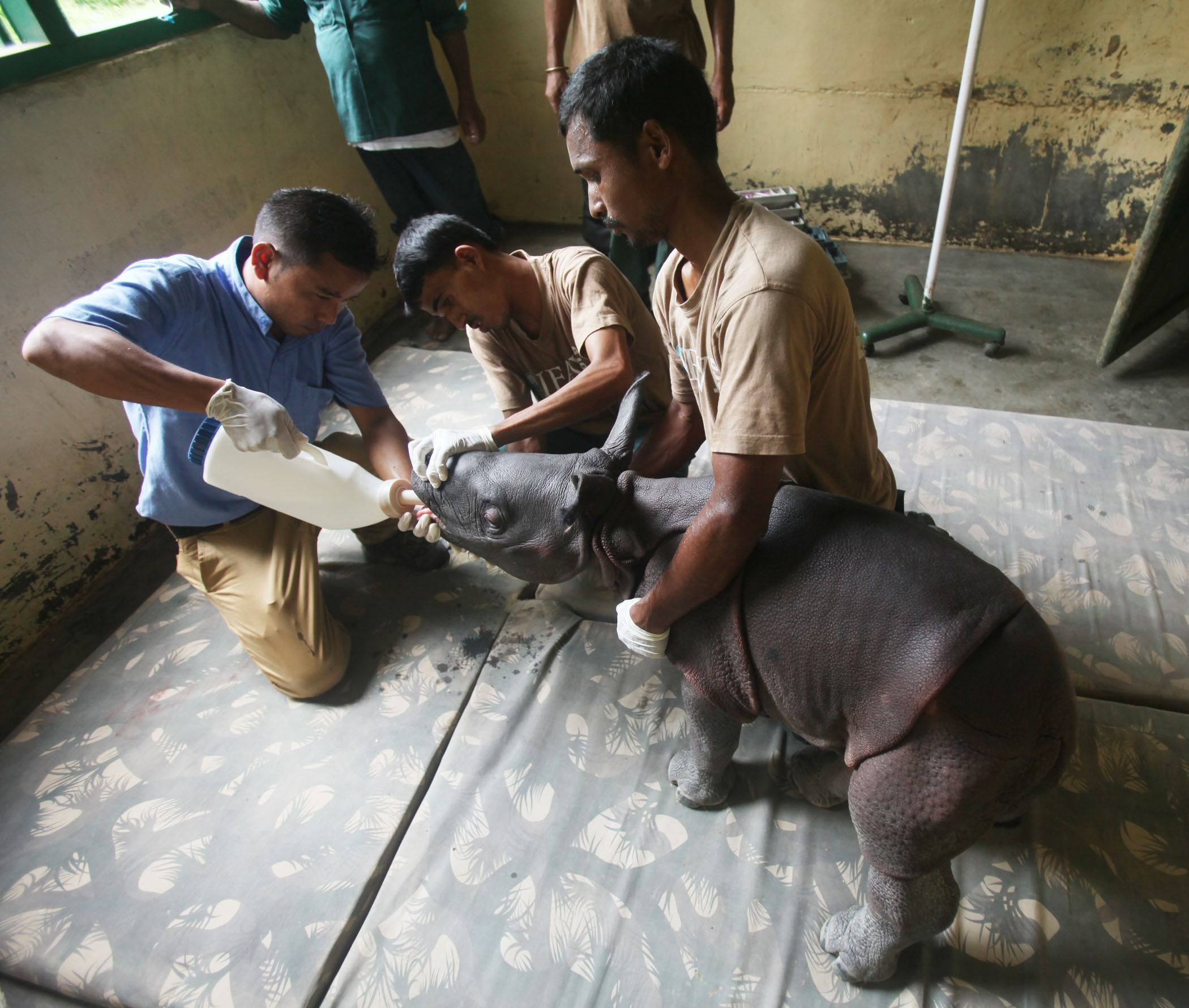 Rhino calf rescued in Kaziranga | Assam Times