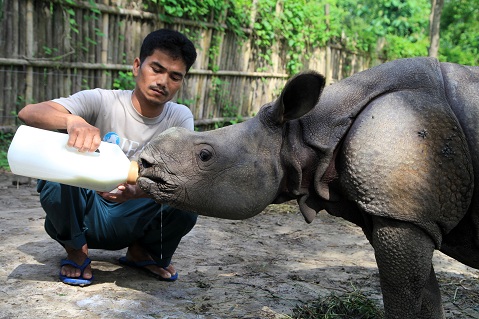 Manas animal keeper gets Wildlife Service Award | Assam Times