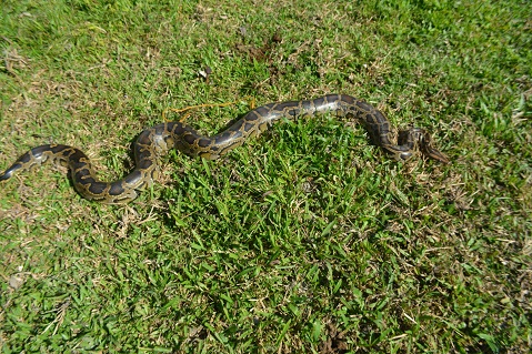 Python rescued near Kalaigaon | Assam Times