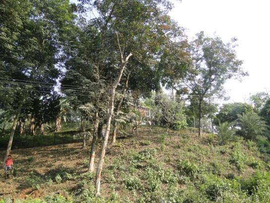 A Rubber plantation within Guwahati city | Assam Times