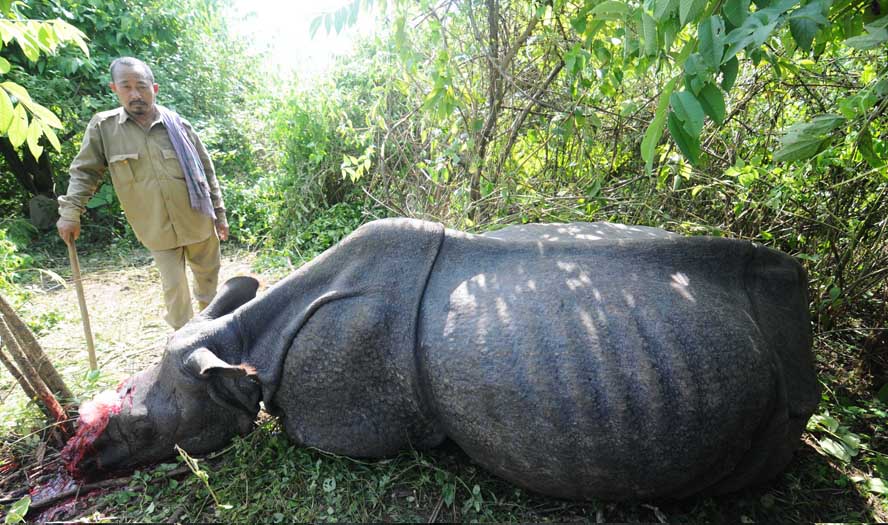 PM hails Assam's effort to stop rhino poaching