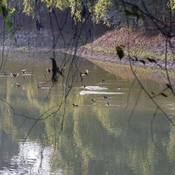 Ferruginous ducks in Pobitora. Pix: Chandan Duarah
