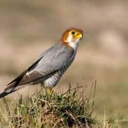 Red-Headed Falcon - courtesy Wikipedia