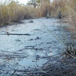 Traditional method of resource ownership backfires in Nagaland