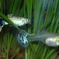 The tiny decorative “Guppy” may eradicate dengue