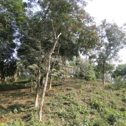 A Rubber plantation within Guwahati city