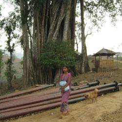 Stockpile of electric posts for Rajiv Gandhi Rural Electrification Scheme have been for months at Upper Lampi
