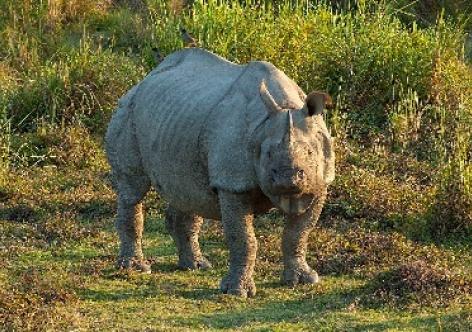 NGO slams Kaziranga propaganda | Assam Times