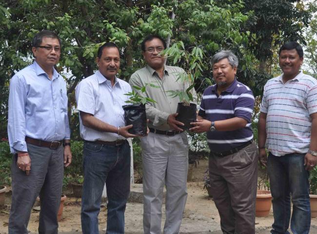 New bamboo species to Dima Hasao