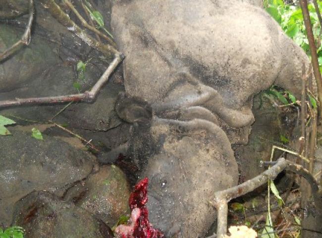 Another rhino poaching in KNP. Photo: Dhrubajyoti Saha, Kaziranga.