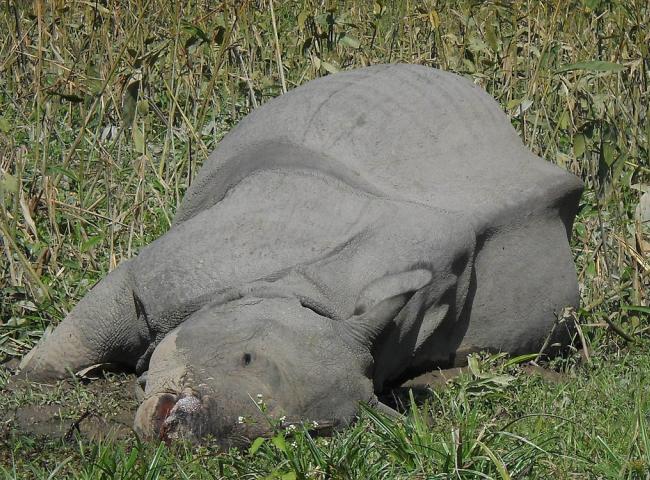 Rising Incidence of Rhino Poaching in Assam