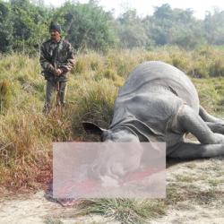 Carcass of a  rhino at Bahubil Camp, Kaziranga on January 11