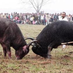File photo: Traditional buffalo fight at Ahatguri