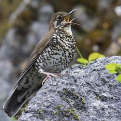 Himalayan Forest Thrush Dulongjiang  (Photo:  Craig Brelsford)