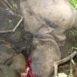 Another rhino poaching in KNP. Photo: Dhrubajyoti Saha, Kaziranga.