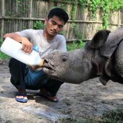 Purabi elephant calf