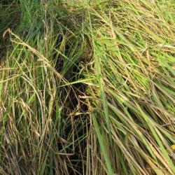 Survey of  grassland species in Manas