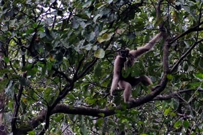 A female western Hoolock Gibbon in Chandubi forest, Assam. (©Benjamin Kaman)