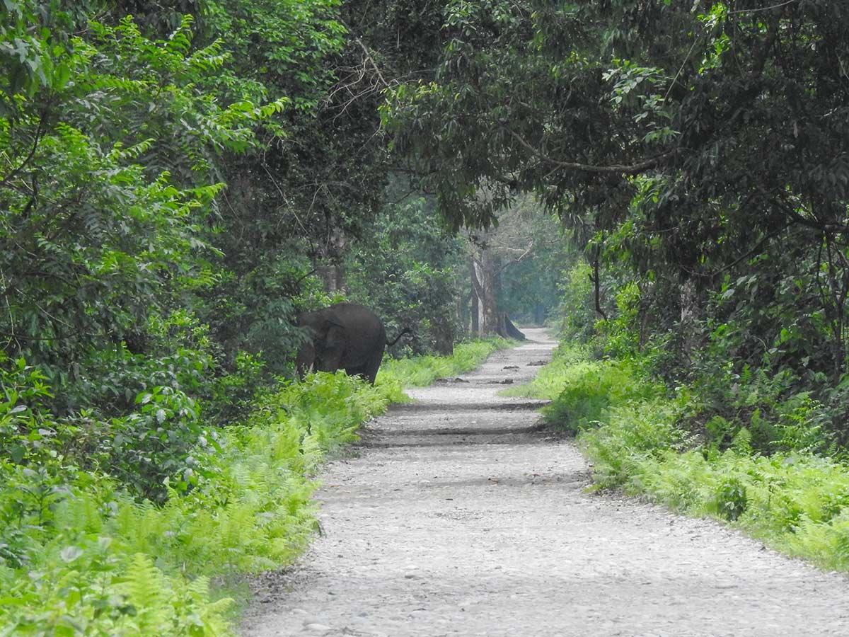 Manas National Park Reopens for Visitors, World Tourism Day Celebration Planned