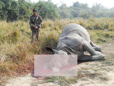 Carcass of a  rhino at Bahubil Camp, Kaziranga on January 11