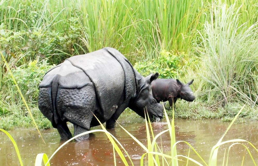 Jamuna with her second calf in Manas National Park on  September 3 2017. Photo by Gobinda Garh, Assam Forest Department
