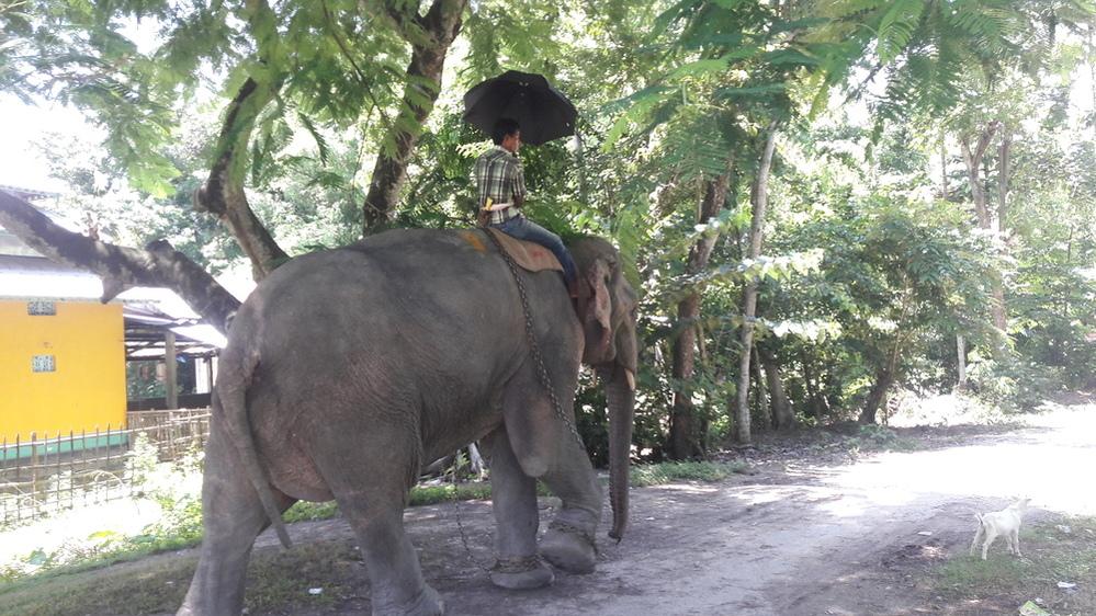 A mahout with his elephant on a sultry summer at Tangla on Wednesday.