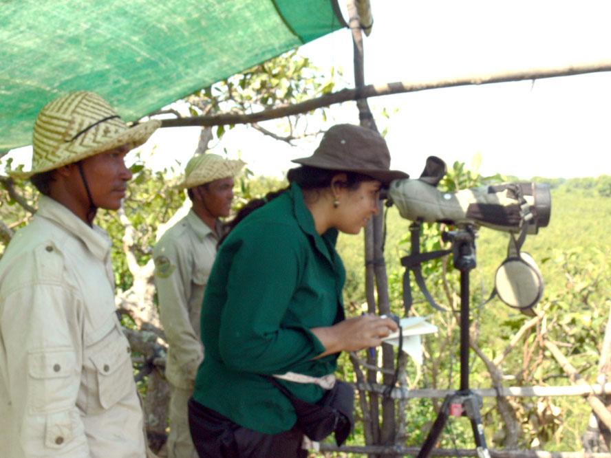 Purnima at work on a tree-top observation centre