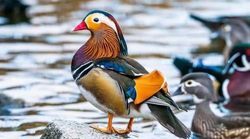 Mandarin duck spoted near Assam's Dibru Saikhowa | Assam Times