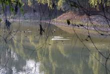 Ferruginous ducks in Pobitora. Pix: Chandan Duarah