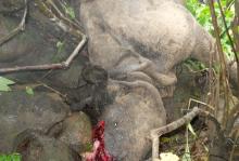 Another rhino poaching in KNP. Photo: Dhrubajyoti Saha, Kaziranga.