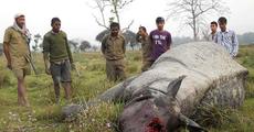 Rhino poaching after encounter 