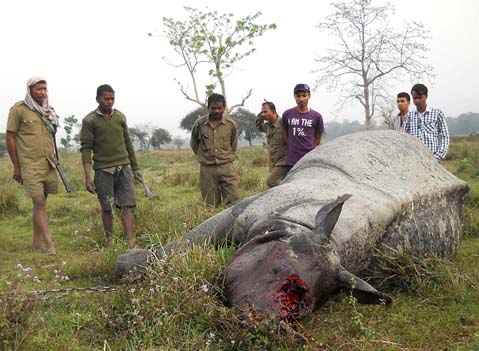 Rhino poaching after encounter 