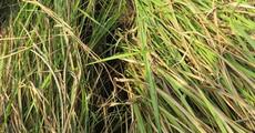 Survey of  grassland species in Manas
