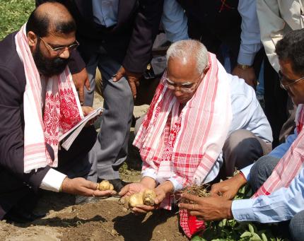 Potato Cultivation by AASU