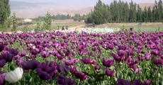 Opium cultivation destroyed in Sorbhog