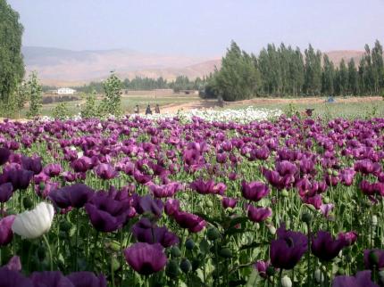 Opium cultivation destroyed in Sorbhog