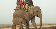 6th Kaziranga Elephant Festival rescheduled for April 18-20