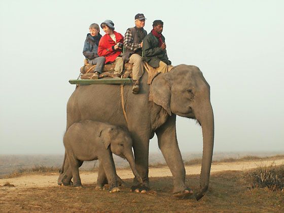 6th Kaziranga Elephant Festival rescheduled for April 18-20