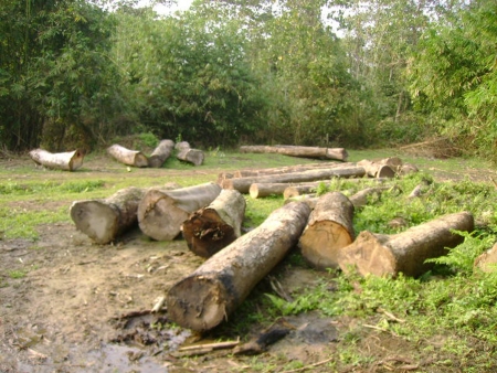 Illegal timber felling at Abhayapuri Reserve Forest
