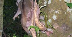 Rescue of a slow loris 