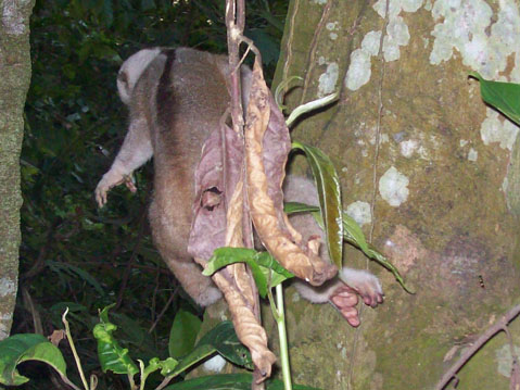 Rescue of a slow loris 