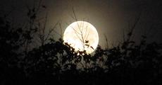 With Gratitude on Guru Purnima