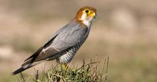 8 species in IUCN Red List 
