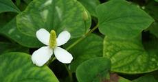 The herbal factor