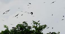 Amur falcons arrive in Nagaland