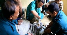 Injured rhino calf treated