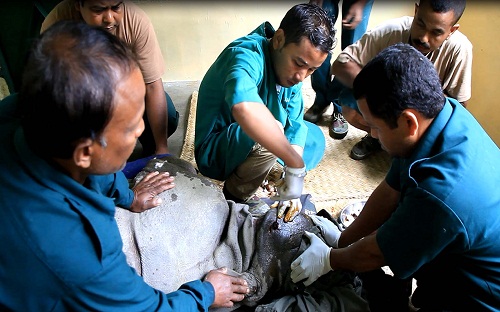 Injured rhino calf treated