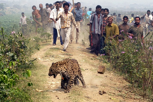 Living with leopards
