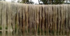 What ails Barpeta jute cultivators 